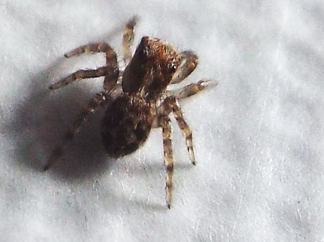 Pseudeuophrys cf. vafra - Milano (MI)